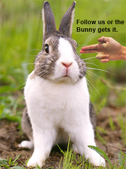 Bunny gets it