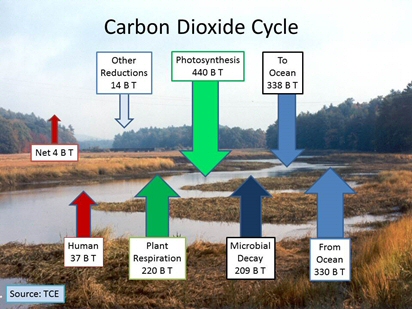 Carbon Dioxide Cycle