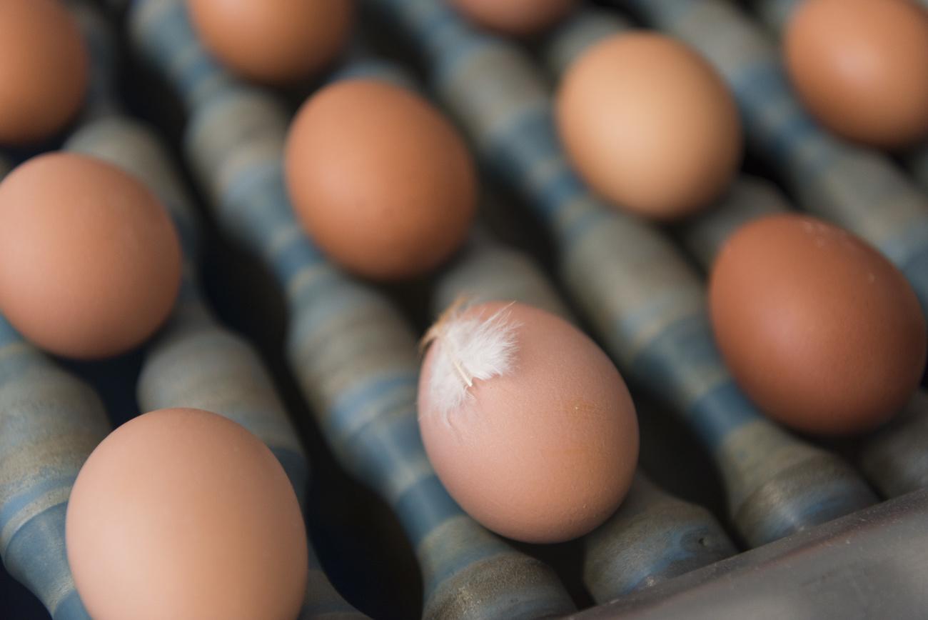 Egg shortages force food industry to think outside the coop 